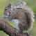 squirrel